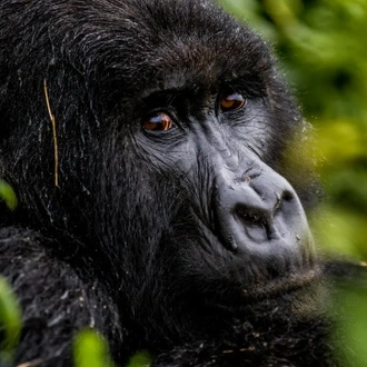 tourhub | Kingfisher Journeys | 10 Days Luxury Adventure & Cultural Journey with Gorillas 