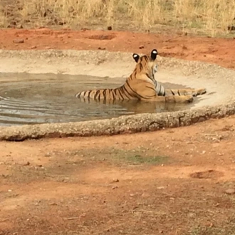 tourhub | Chuttibaaz.com | 8 Days Tour of Golden Triangle & Ranthambore with 3 Jeep Safari !! 