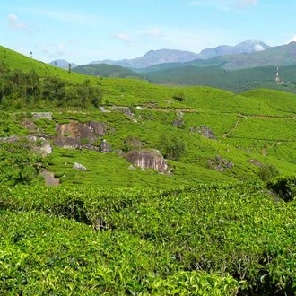 tourhub | On The Go Tours | Munnar Tea Estate - 4 days 