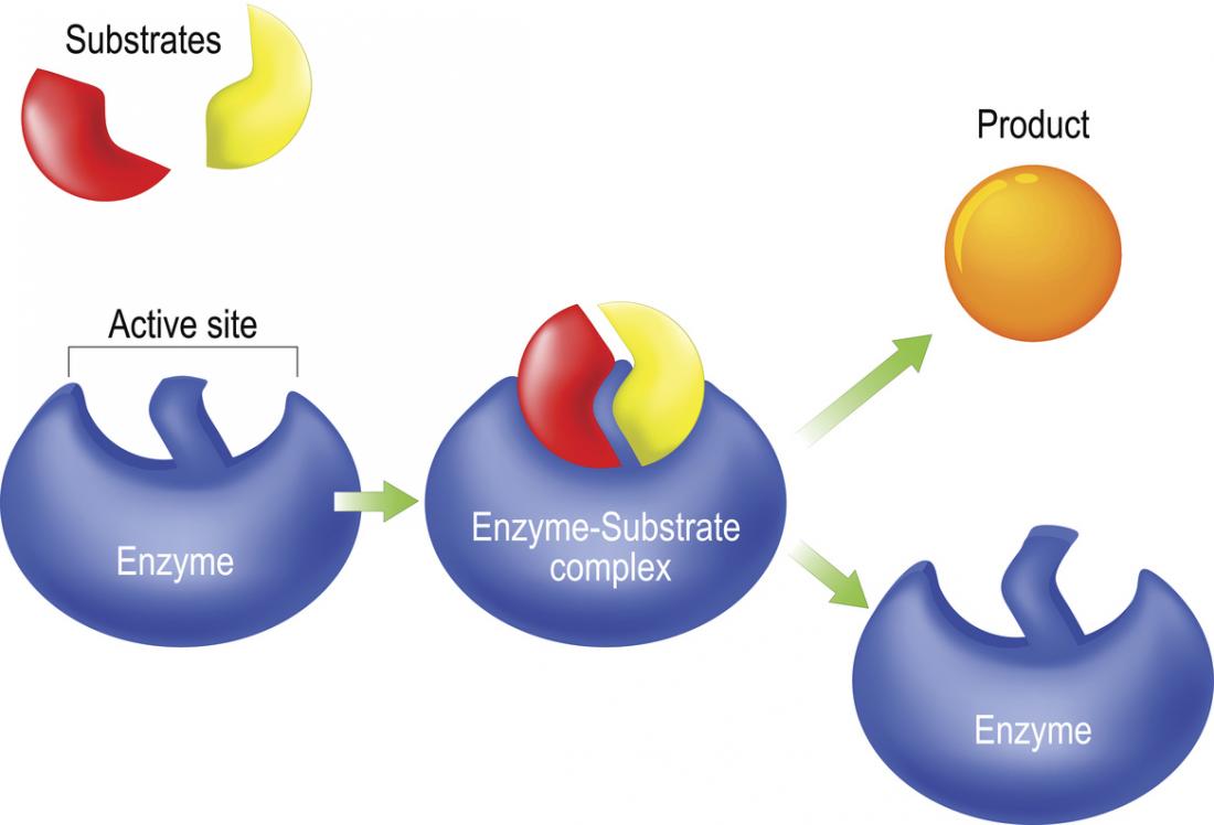 enzymology lab experiments