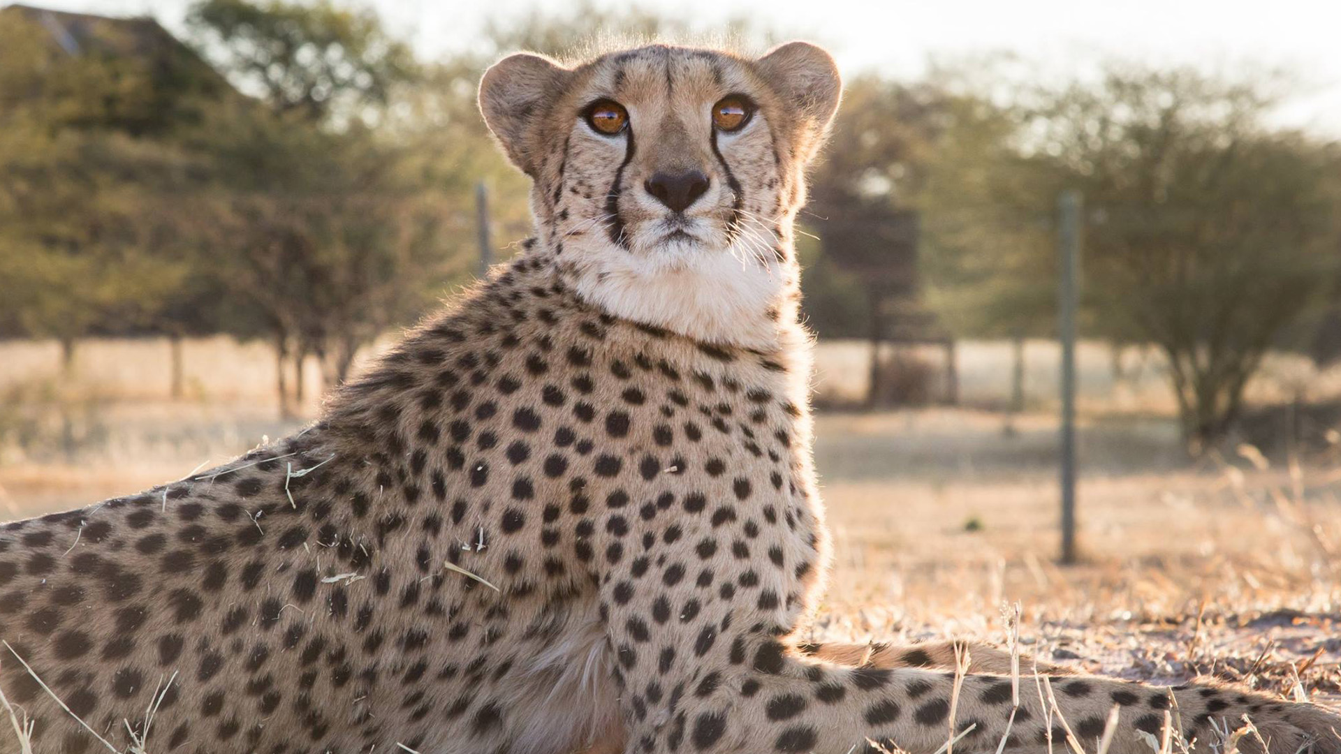 Cheetah Sponsorship: Aurora | Cheetah Conservation Fund UK (Powered by ...
