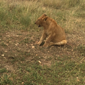 tourhub | Ron Adventure | 3 Days From Zanzibar to Serengeti and Ngorongoro 