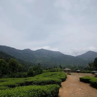 tourhub | Agora Voyages | Serene Escapes: Cochin to Munnar Retreat 