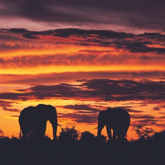 Elephants Sivuti, Botswana