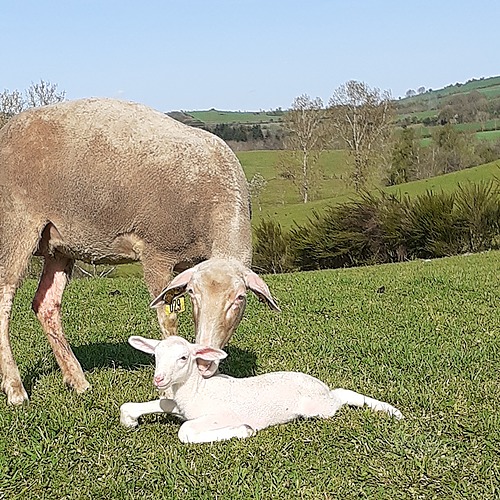 Représentation de la formation : Conduire une reproduction innovante en ovin lait bio - UNOTEC