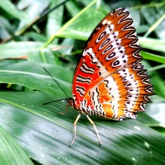 tourhub | Adventure Himalayan Travels & Treks | Butterfly Watching Tour 