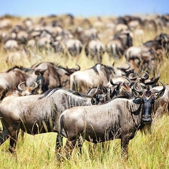 tourhub | Widerange African Safaris | 5 Days Popular Tanzania Serengeti migration Safari Tour in Southern Ndutu 