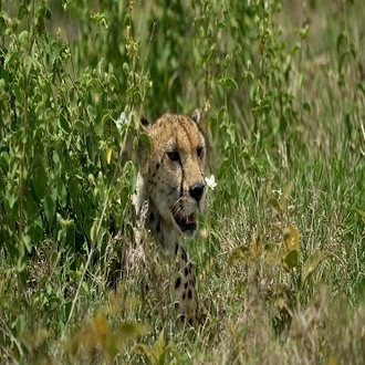 tourhub | Eddy tours and safaris | 7 Days Serengeti Safari 