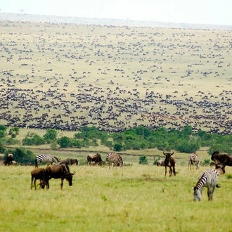 tourhub | Gracepatt Ecotours Kenya | 6 Days Masai Mara Wildebeest Migration Safari Holiday 