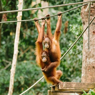 tourhub | Intrepid Travel | Real Borneo 