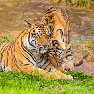 tourhub | Travel Department | India's Golden Triangle including Ranthambore National Park 