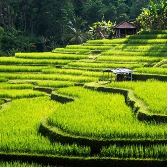 tourhub | Today Voyages | Traditional Bali 