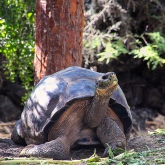 tourhub | Rebecca Adventure Travel | 4-Day Galapagos Experience: Los Tuneles, Bay Tour + extra night 