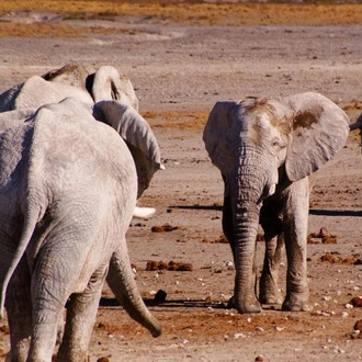 tourhub | Chameleon Safaris Namibia | 15 Day Dunes , Wildlife and Surfing adventure 