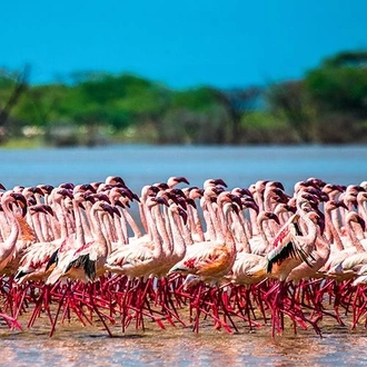 tourhub | Bamba Travel | Kenya Highlights Safari 4D/3N (Lake Nakuru & Samburu) 