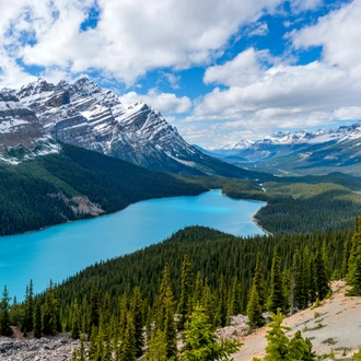 A panoramic view of bright blue Peyto Lake surrounded by dense evergreen forest and snow-covered high mountains on a cloudy Spring day at  Banff National Park, AB, Canada.