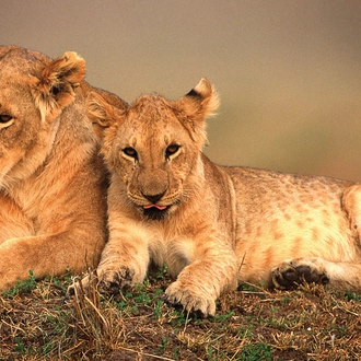 tourhub | G Adventures | Journeys: Legendary Wildlife of Rwanda & Kenya 