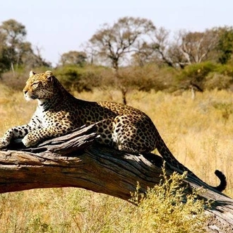 tourhub | Gracepatt Ecotours Kenya | 3 Days Samburu Wildlife Luxury Safari on 4x4 Land Cruiser Jeep 