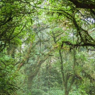 tourhub | Today Voyages | Mystic Forests of Costa Rica 