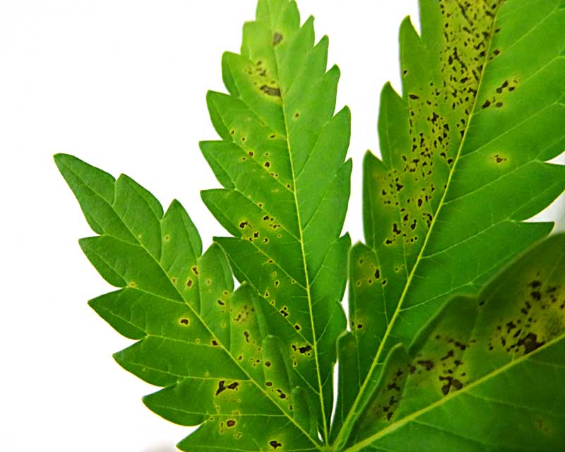 Causes Of Brown Spots On Cannabis Leaves