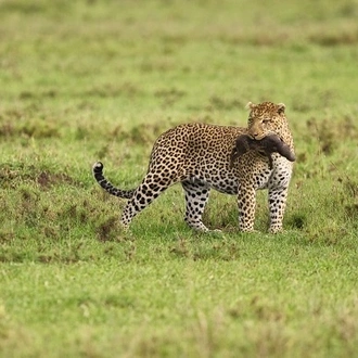 tourhub | Wildlife Dreams | Wildlife Dreams at Namiri Plains 