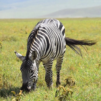 tourhub | Widerange African Safaris | 2 Days Tanzania sharing budget camping tour package 