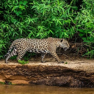 tourhub | Signature DMC | 6-Days North Pantanal Experience - Following the footsteps of the Jaguar  
