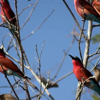 tourhub | Explore! | Botswana's Premium Safari 