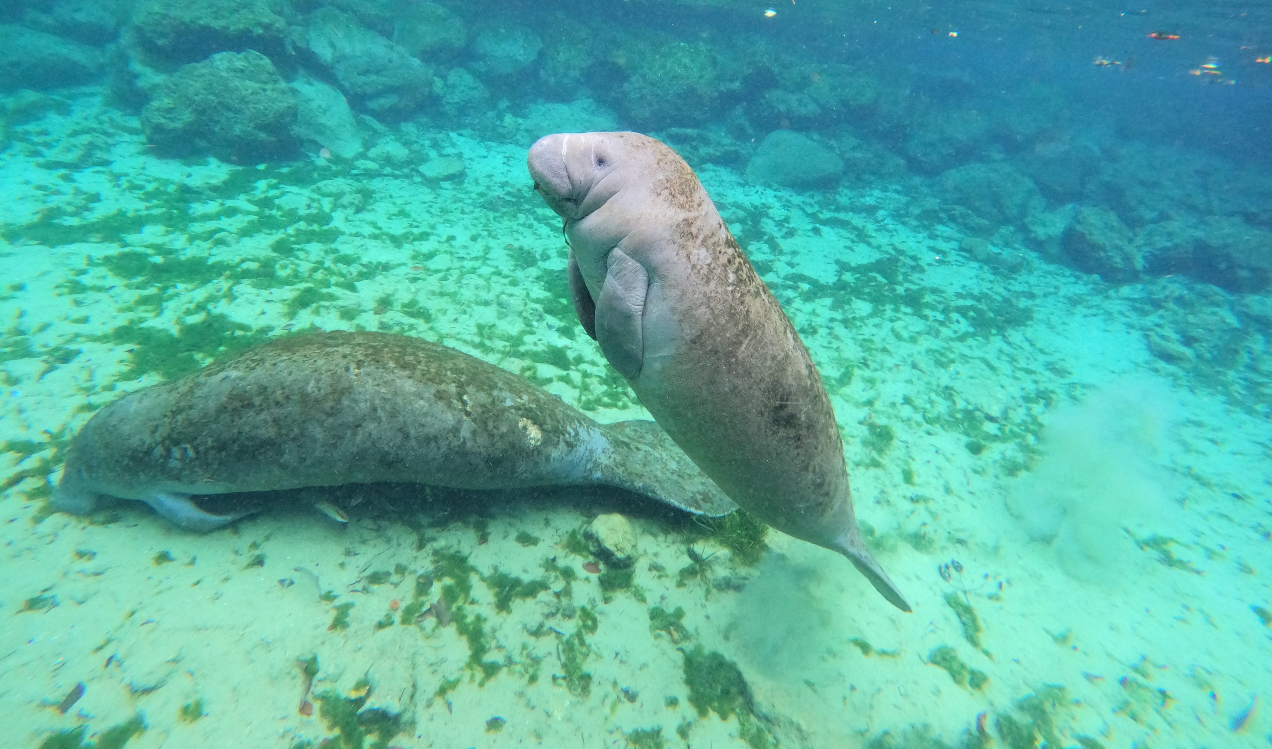 Kayak AND Swim with Manatees Tour