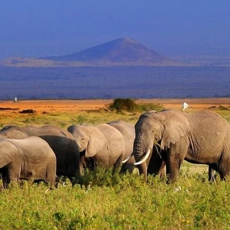 tourhub | Gracepatt Ecotours Kenya | 2-Day Amboseli National Park Safari- Daily Departures 