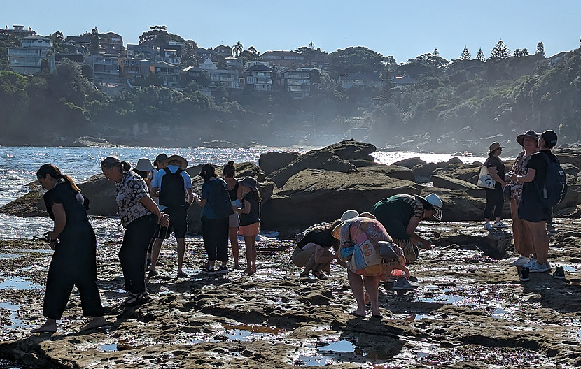 Rockpool exploration at Clovely