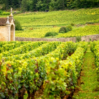 tourhub | Exodus Adventure Travels | Gourmet Walking in Burgundy's Vineyards 