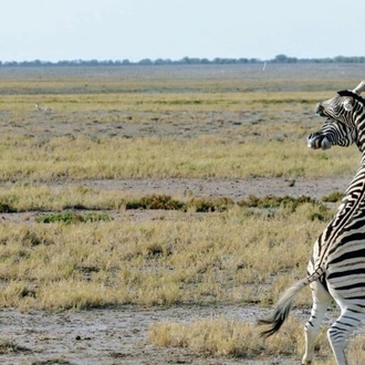 tourhub | Chameleon Safaris Namibia | 6 Day Etosha and Skeleton Coast Experience 