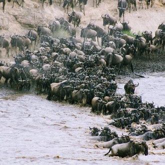 tourhub | Gracepatt Ecotours Kenya | Private 8 Days Masai Mara Wildebeest Migration Safari Adventures 