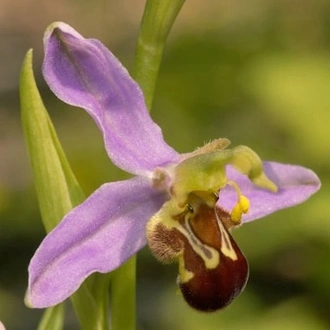 tourhub | Travel Editions | Spring Flowers and Natural Splendours of the Algarve Tour 