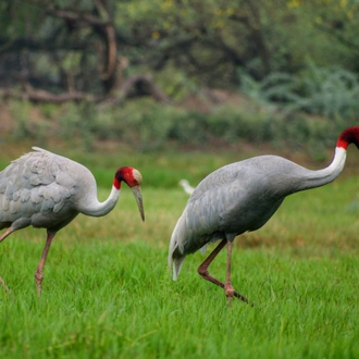 tourhub | Discover Activities | Delhi and Taj Mahal With Birding Adventure 