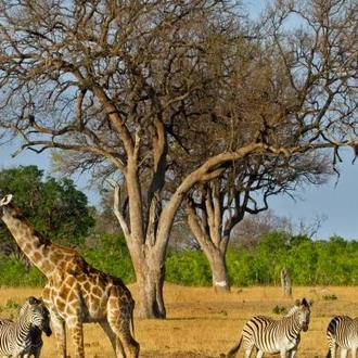 tourhub | On The Go Tours | Hwange, Chobe & Falls - 10 days 