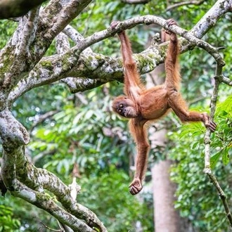 tourhub | Contiki | Borneo Adventure 