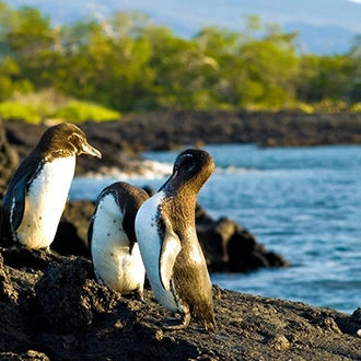 tourhub | Latin Trails | Galapagos West, Central, North & Southern Islands Cruise 