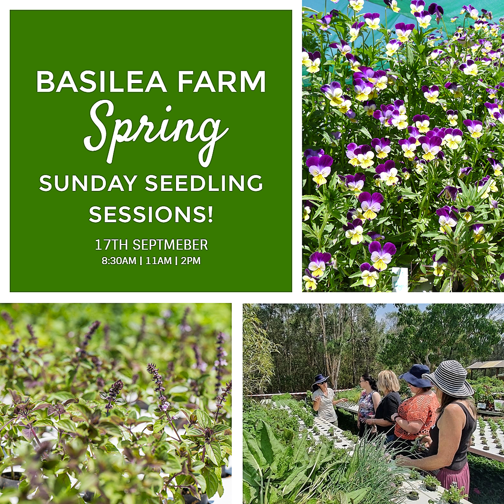 Basilea Farm Spring Sunday Seedling Sessions