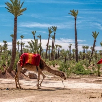 tourhub | Morocco Cultural Trips | Experience a 5-day excursion from Marrakech to the Sahara Desert in Morocco. 