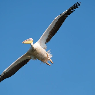 tourhub | Bunica Maria | Meet the Danube Delta – Bird watching tour 