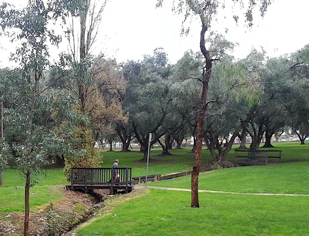 Historic olive grove in King Rodney Park / Ityamai-itpina (Park 15)