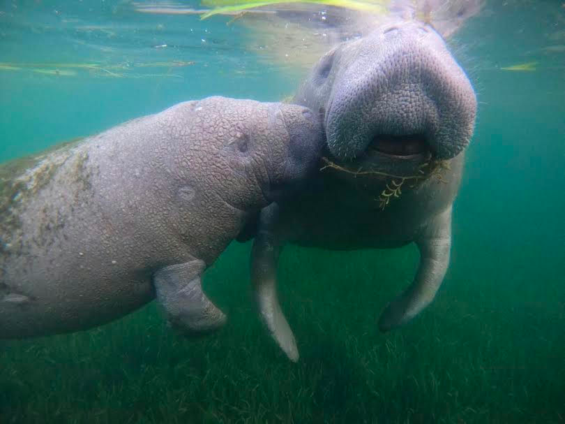 Manatee Swim Tour