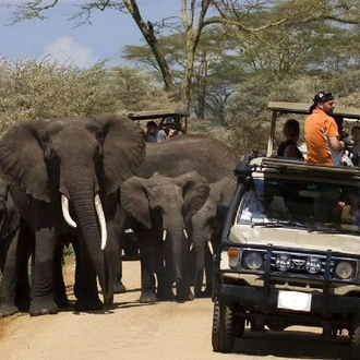 tourhub | Gracepatt Ecotours Kenya | 4-Day Tanzania Camping Safari to Lake Manyara, Serengeti, and Ngorongoro Crater 