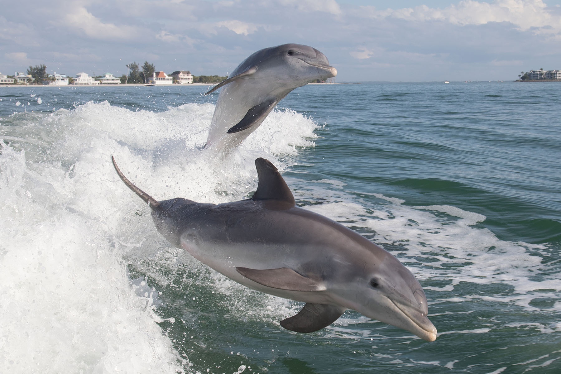 Dolphin Boat Tour