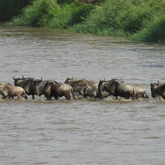 tourhub | Widerange African Safaris | 7 Days River crossing Serengeti migration Safari private Safari 