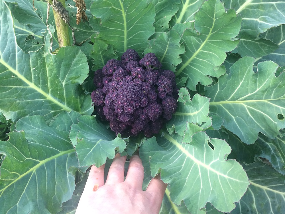 Purple Cape Cauliflower