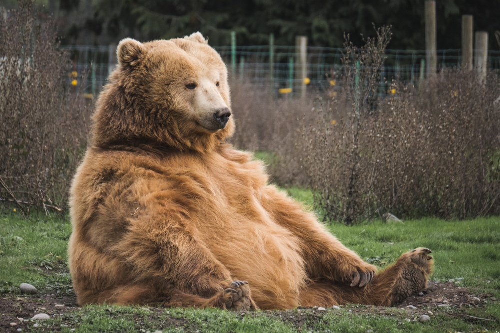 Inhängad björn sitter ner och ser inte glad ut. 