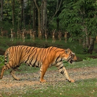 tourhub | Agora Voyages | Goa to Anshi National Park (Kali Tiger Reserve), Extension to Wildlife Safari Tour 